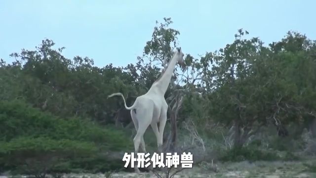 全世界仅发现3只,外形似神兽的白色长颈鹿,当下生存现状如何?