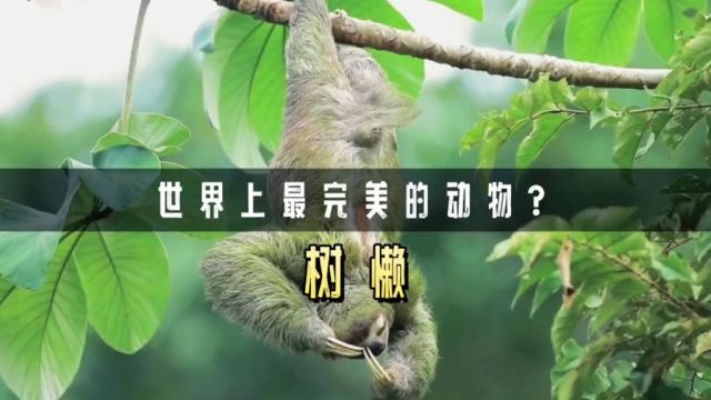 为什么树懒是世界上最完美的动物?它竟然可以在身上种菜