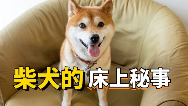 揭秘柴犬上床的真相,其实是这几个意思!