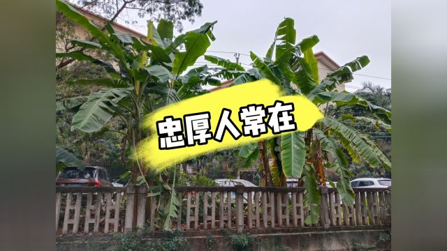 民间故事:忠厚人常在