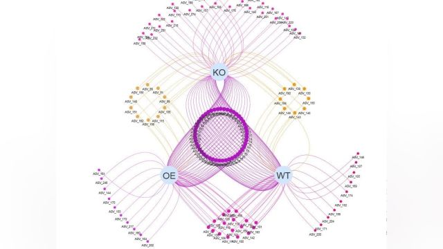 这个Venn 网络很漂亮!3分钟带你绘制!