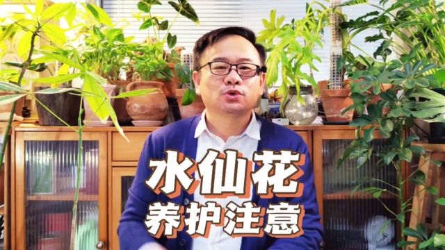 水仙花怎么养护?做好4点,开花娇艳