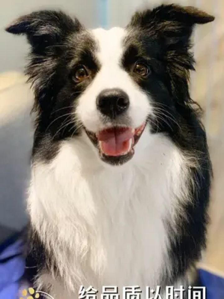 有些边牧就像水果,小时候不甜,但是慢慢长大了就变得越来越甜 最后甜