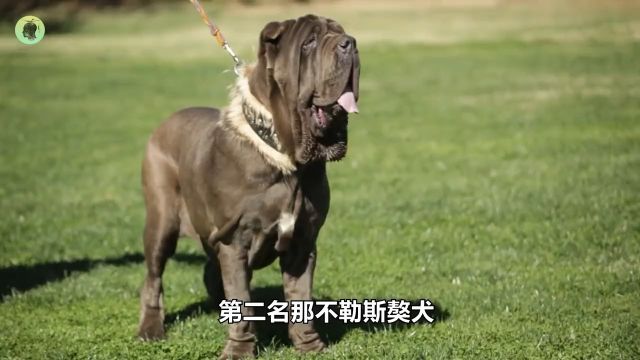 世界上被“禁养”的5大猛犬,会吃掉主人的恶犬,你敢养吗?#猛犬#狗 3