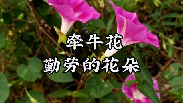 植物百科牵牛花:生长在晨曦中的勤劳之花