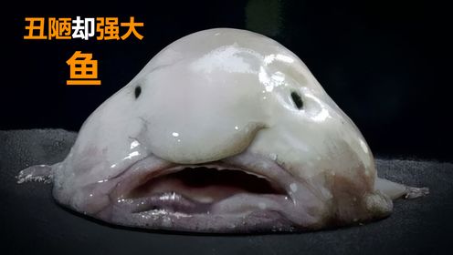 水滴鱼：丑陋却强大的深海生存者