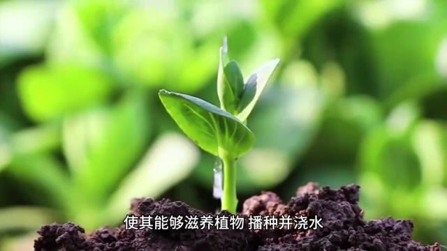 农村老汉教你一分钱不花种植柠檬树,方法简单,一学就会!