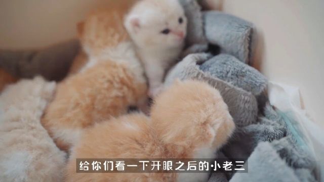 长的这么可爱就是要被撸的啦!小奶猫出生第14天#小奶猫的成长日记