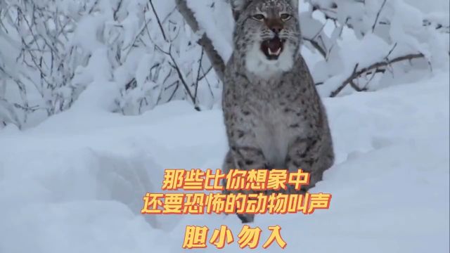 那些比你想象中还要恐怖的动物叫声猞猁狞猫