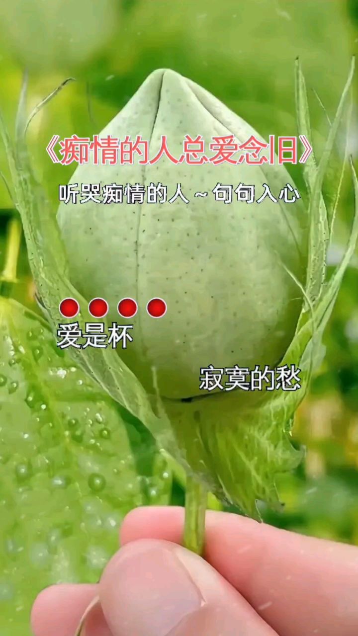 痴情的人总爱念旧