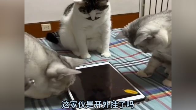 猫咪玩游戏