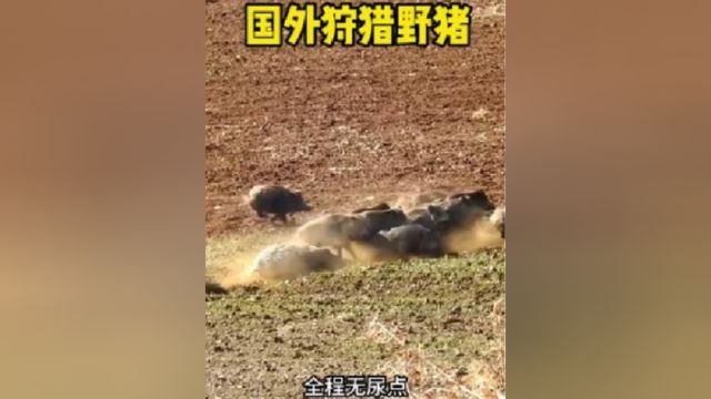 捕猎野猪