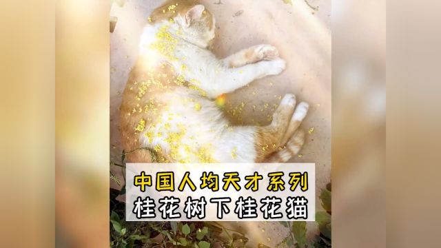 果然还得是中国诗词,挂花树下桂花猫,明月望尘叹九霄#诗词 #解锁当代网友的绝世文采 #猫