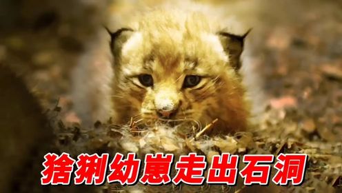 2只猞猁幼崽出生15天后走出石洞，鸊鷉雏鸟吃小鱼落入水中