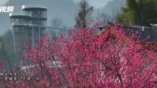 玩转雅安|名山区:红梅争艳贺新春 赏花正当时