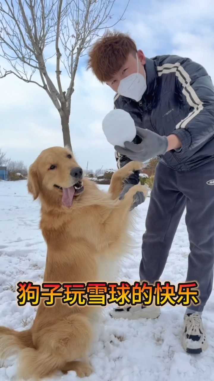 这狗子玩雪球是认真的