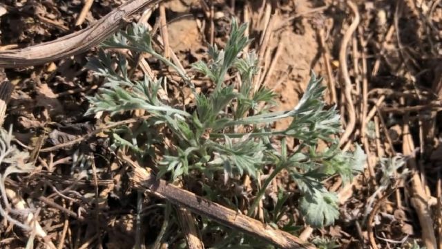 来认识下这种野菜,它被誉为农村十大野菜之首,营养作用属一流