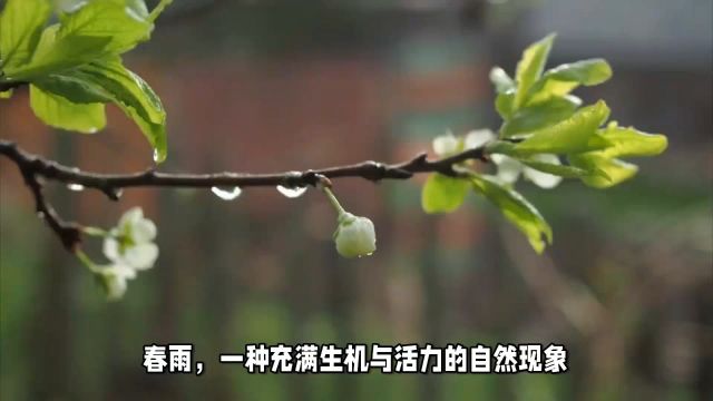 春雨:春雨,如同轻纱般温柔地洒落在大地上,它细如牛毛,悄无声息地滋润着万物.它轻轻抚摸着嫩绿的叶片,给它们带来新生的活力.#龙年生活步步高