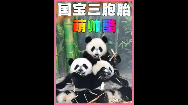 大熊猫三胞胎萌帅酷,简直不要太可爱.全球唯一熊猫三胞胎熊猫过生日有多高级大熊猫