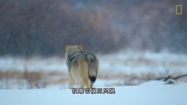 地球上最大的犬科动物,北美灰狼的生存现状,以及与北极熊的较量