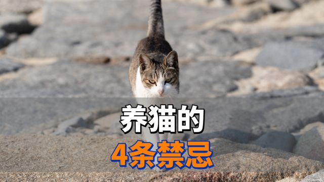 养猫的4条“禁忌”,千万不要犯!