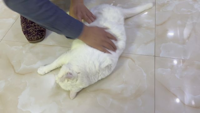 假期rua猫日常