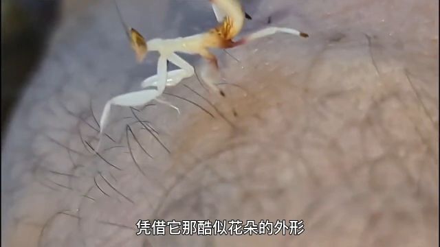 九大自然界中的“伪装大师”叶虫竹节虫伊犁鼠兔 2