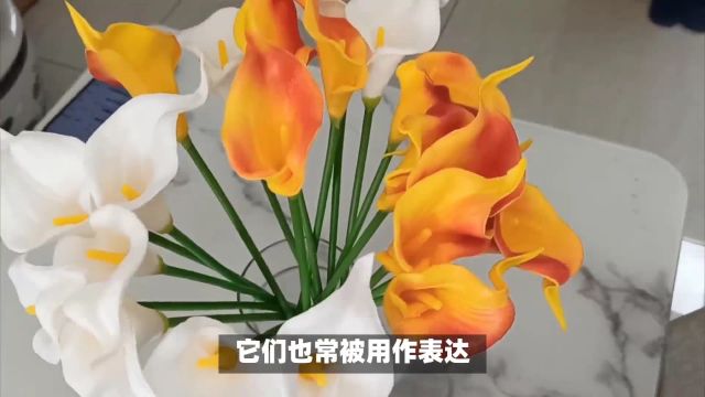 海芋花的花语