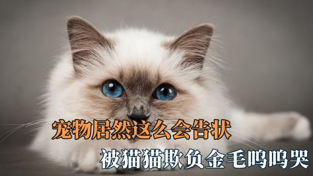 宠物居然这么会告状:被猫猫欺负金毛呜呜哭 委屈小狗离家出走