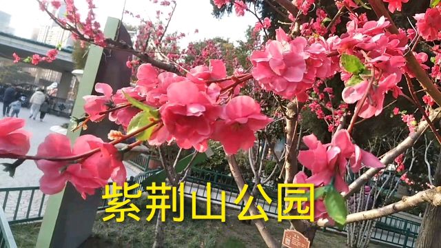 春天来了,郑州紫荆山公园花枝招展,吸引很多人拍照