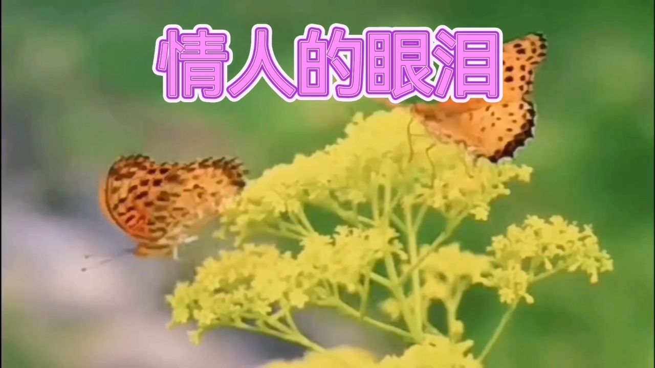 情人的眼泪 感谢各位朋友们的支持和关注