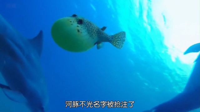 喜欢生气的河豚