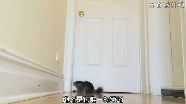 呆萌的龙猫为何差点灭绝了?