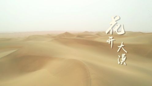 魅力中国之花开大漠