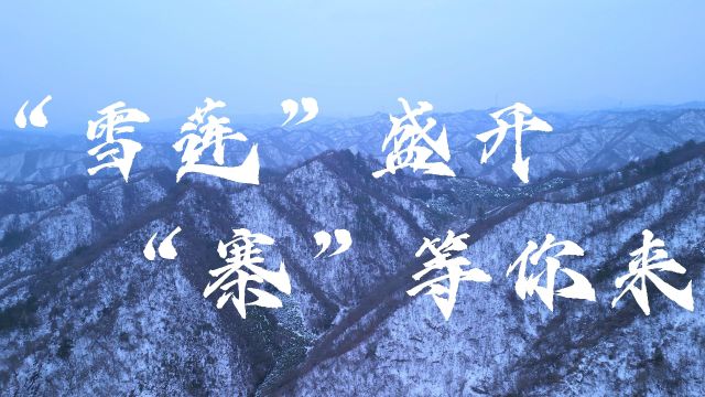 “雪莲”盛开,“闯王寨”等你来