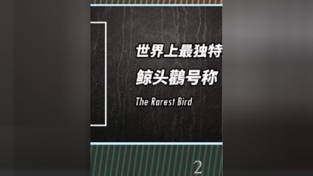 千奇百怪的鸟喙你见过几种?大名鼎鼎的鲸头鹳居然是“鸟中”霸王龙