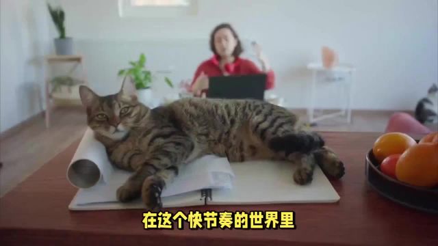 别大意!一只猫有以下表现,证明它孤独了!