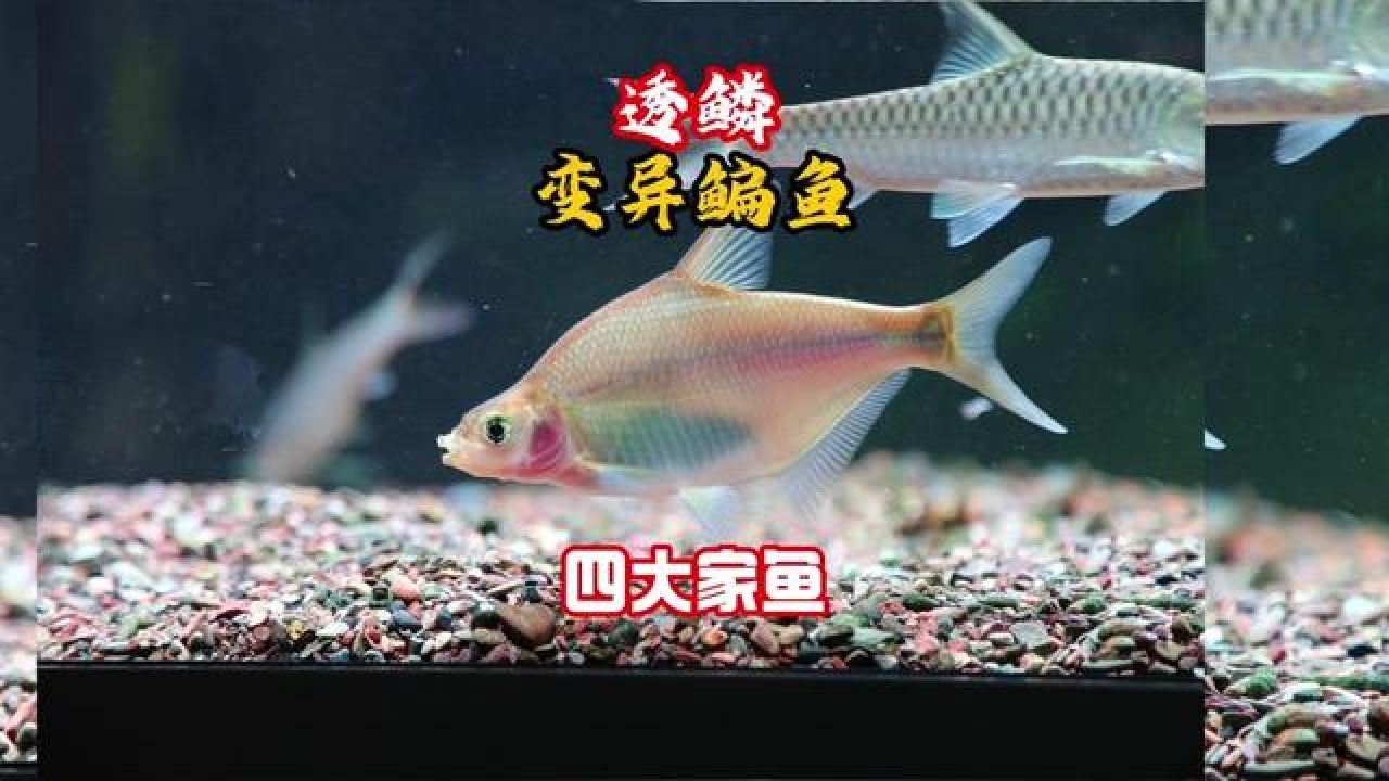 原生四大家鱼-鳊鱼,稀有变异透鳞体,入缸后太美了!#豆爸先生养鱼日记#豆鱼路亚#鳊鱼_高清1080P在线观看平台_腾讯视频