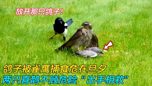 鸽子被雀鹰抓住，2只热心的喜鹊奋力营救，结局却令人大失所望_高清1080P在线观看平台_腾讯视频