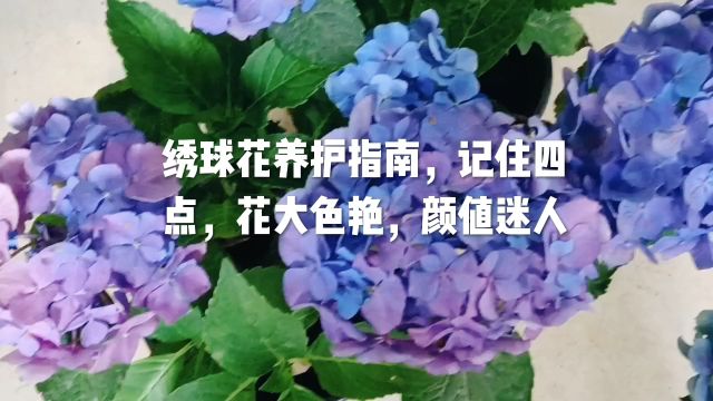 绣球花养护指南,记住四点,花大色艳,颜值迷人