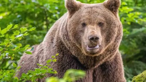  一只很有安全感的宠物,就问你敢不敢养, #善待动物 #人类的朋友 #