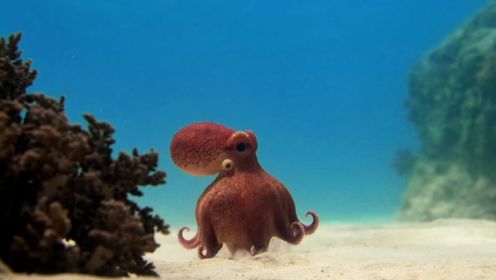 拟态章鱼模仿其他生物，到底能有多逼真？