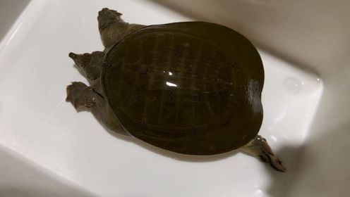 农民大叔晚上发来电,说挖着一只野生大甲鱼,这只老鳖很漂亮,纯!