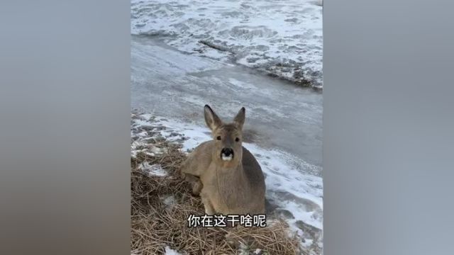 发现了一只“不好看”狍子 野生动物零距离 东北神兽傻狍子 治愈系笑容