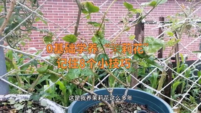 0基础学养“茉莉花”,记住8个小技巧