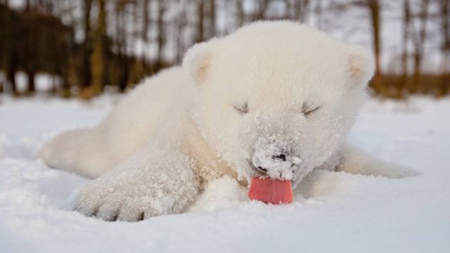 北极熊有趣的狩猎时刻!