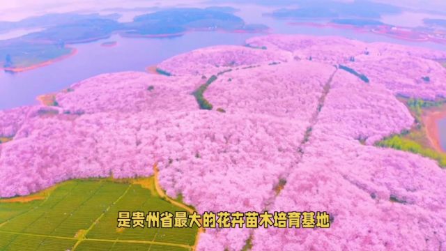 平坝樱花园盛放:粉色海洋,梦幻之旅!小众秘境,惊艳全球……