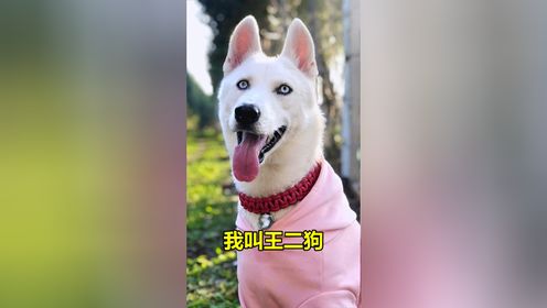 王二狗短暂的一生