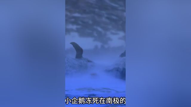 宝宝被冻死在南极的冰天雪地里,妈妈试图用体温将它救活##1