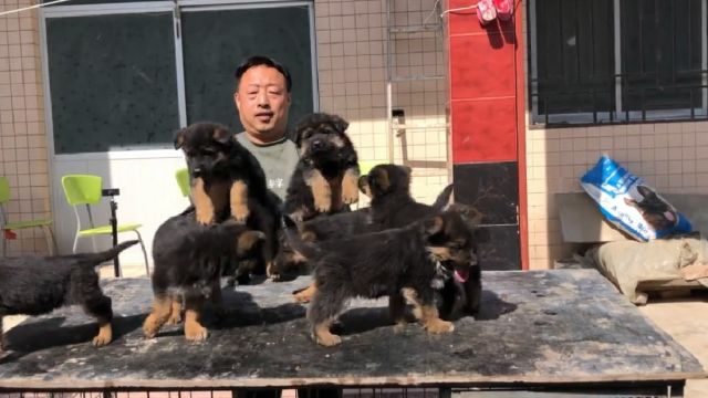 欣赏下超级棒的德牧幼犬,大头版大骨量毛量足,狼王福尔博后代